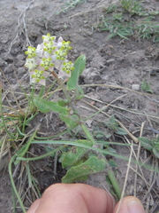 Asclepias albens