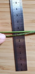 Juncus nodatus