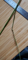 Juncus nodatus