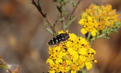 Acmaeodera bacchariphaga