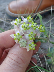 Asclepias albens
