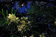 Acacia uncifolia