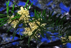 Acacia uncifolia
