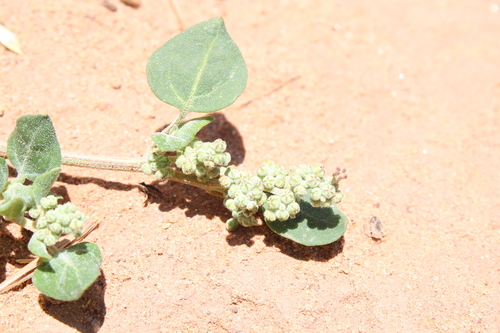 Chenopodium vulvaria image