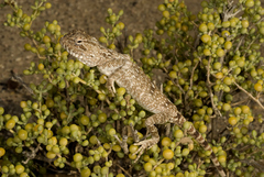 Trapelus flavimaculatus