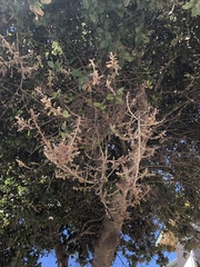 Cystotheca lanestris