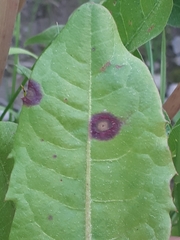 Ramularia inaequalis