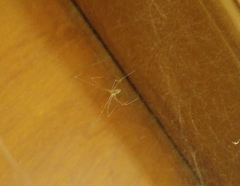 Pholcidae