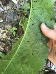 Pegomya bicolor