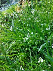 Nasturtium officinale