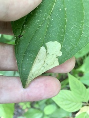 Coleophora cornivorella