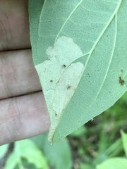 Coleophora cornivorella