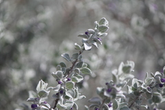 Leucophyllum ambiguum