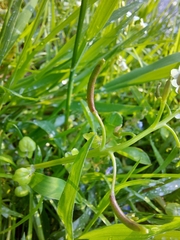 Nasturtium officinale