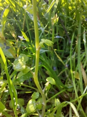 Nasturtium officinale