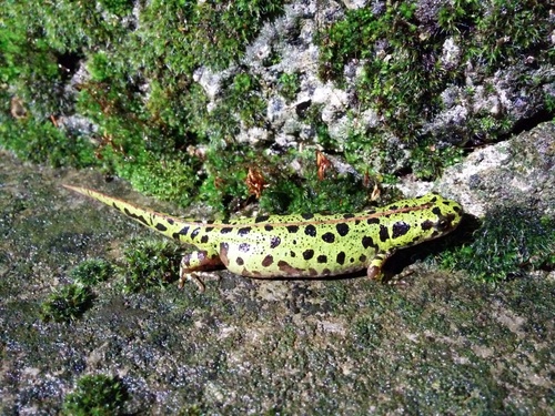 Pygmy Marbled Newt