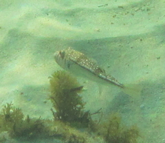 Torquigener pleurogramma