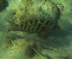 Goniistius rubrolabiatus