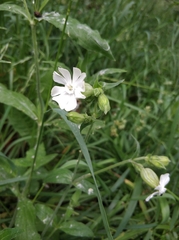 Silene latifolia