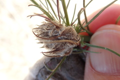 Rhopalomyia erigerontis