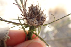 Rhopalomyia erigerontis