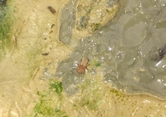 Dysderidae