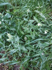 Silene latifolia