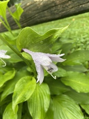 Hosta ventricosa