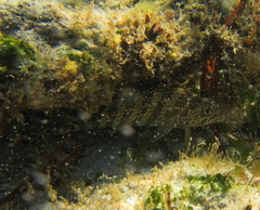 Goniistius rubrolabiatus