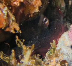 Octopus djinda