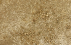 Dysderidae