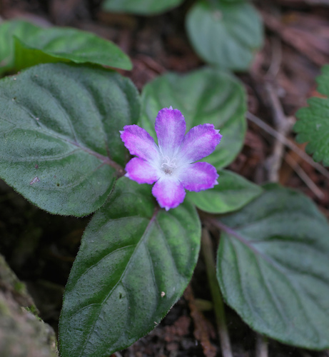 Pseudopyxis depressa iNat (1)