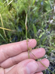Carex lutea