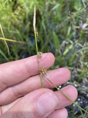 Carex lutea