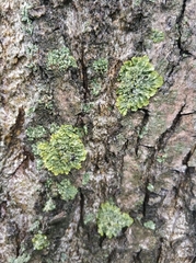 Xanthoria parietina
