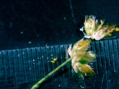 Juncus nodatus