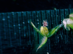 Juncus nodatus