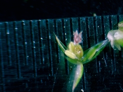 Juncus nodatus