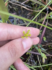Polygala ramosa