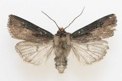 Agrotis antica