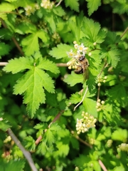 Andrena