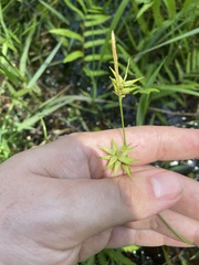 Carex lonchocarpa