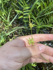Carex lonchocarpa