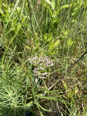 Asclepias longifolia