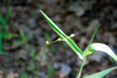 Carex festucacea