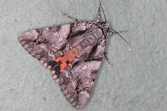 Catocala verrilliana