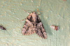 Catocala verrilliana