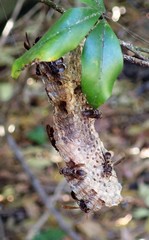 Ropalidia revolutionalis