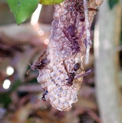 Ropalidia revolutionalis