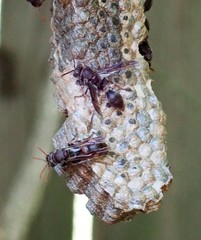 Ropalidia revolutionalis